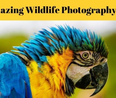 Wildlife Photography Hacks